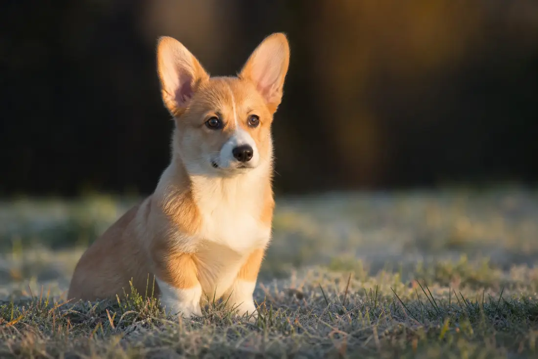 Chiot corgi Pembroke assis dans la lumière dorée du matin