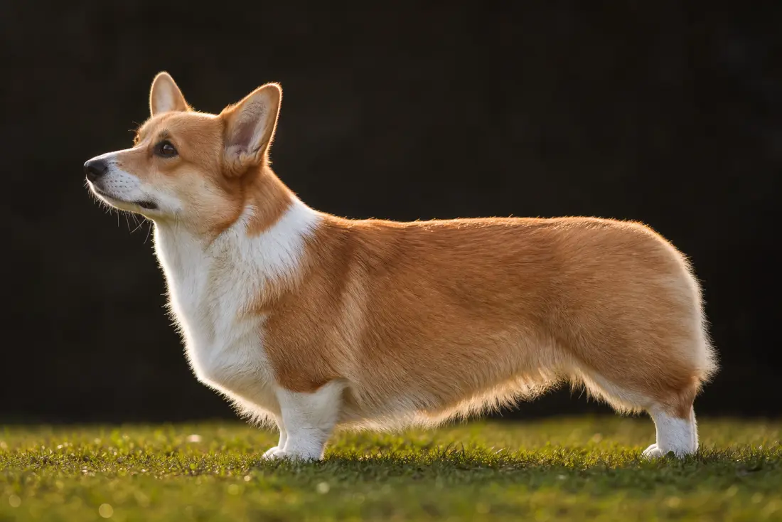 Corgi Pembroke adulte de profil sur l'herbe, montrant sa silhouette longue et basse sur pattes courtes